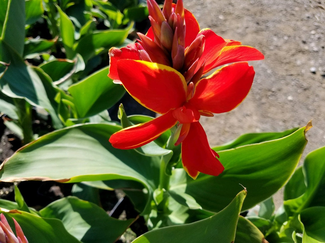 25 Canna Seeds Cannova® Golden Red Flame