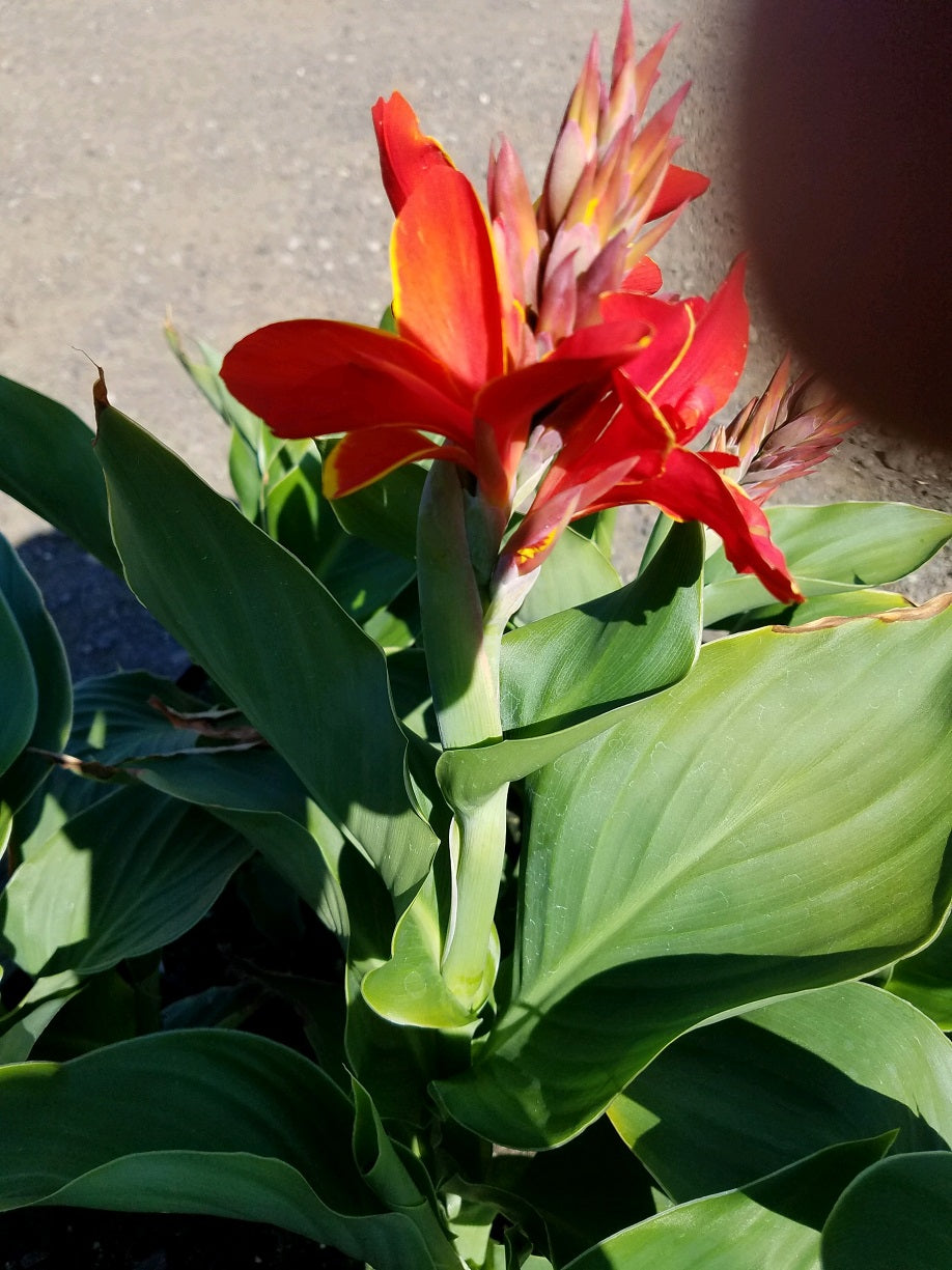 25 Canna Seeds Cannova® Golden Red Flame