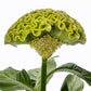 25 Celosia Seeds Celosia Act Green Cockscomb Seeds