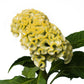 25 Celosia Seeds Celosia Act Lemon Cockscomb Seeds