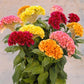 25 Celosia Seeds Celosia Act Mix Cockscomb Seeds