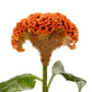 25 Celosia Seeds Celosia Act Orange Cockscomb Seeds