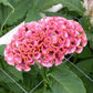 25 Celosia Seeds Celosia Act Pink Cockscomb Seeds