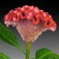 25 Celosia Seeds Celosia Act Rose Cockscomb Seeds