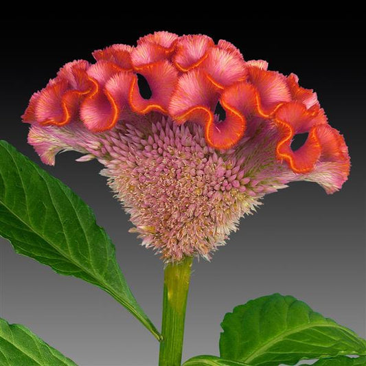 25 Celosia Seeds Celosia Act Rose With Orange Rim Cockscomb Seeds