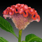 25 Celosia Seeds Celosia Act Rose With Orange Rim Cockscomb Seeds