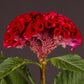 25 Celosia Seeds Celosia Act Velvet Cockscomb Seeds