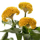 25 Celosia Seeds Celosia Act Yellow Cockscomb Seeds