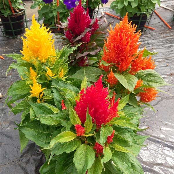 50 Celosia Seeds Celosia Arrabona Mix Cut Flowers Cockscomb Seeds