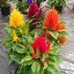 50 Celosia Seeds Celosia Arrabona Mix Cut Flowers Cockscomb Seeds