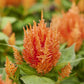 50 Celosia Seeds Celosia Arrabona Orange Cut Flowers