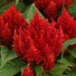 50 Celosia Seeds Celosia Arrabona Red Cut Flowers