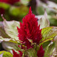 50 Celosia Seeds Celosia Arrabona Red Bronze Leaf Cut Flowers