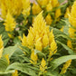 50 Celosia Seeds Celosia Arrabona Yellow Cut Flowers