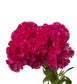 Celosia Seeds 50 Flower Seeds Celosia Captain Rose Cockscomb Seeds