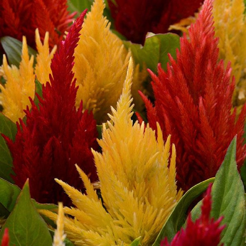 Trailing Petunia | Celosia Seeds | Celosia Mix