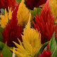 Celosia Seeds First Flame Mix 50 Pelleted Seeds