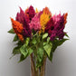 25 Pelleted Celosia Seeds Celosia Sunday™ Mix