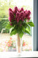 25 Pelleted Celosia Seeds Celosia Sunday™ Bright Pink