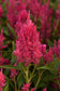 25 Pelleted Celosia Seeds Celosia Sunday™ Bright Pink