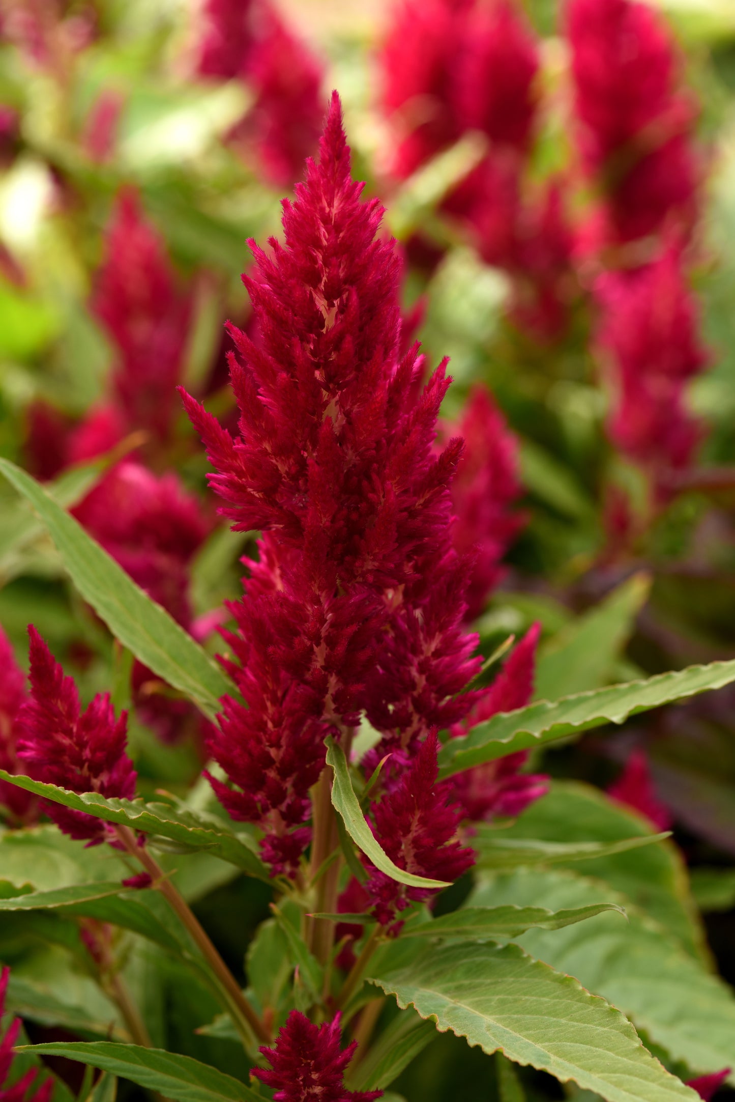 25 Pelleted Celosia Seeds Celosia Sunday™ Cherry