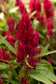 25 Pelleted Celosia Seeds Celosia Sunday™ Cherry