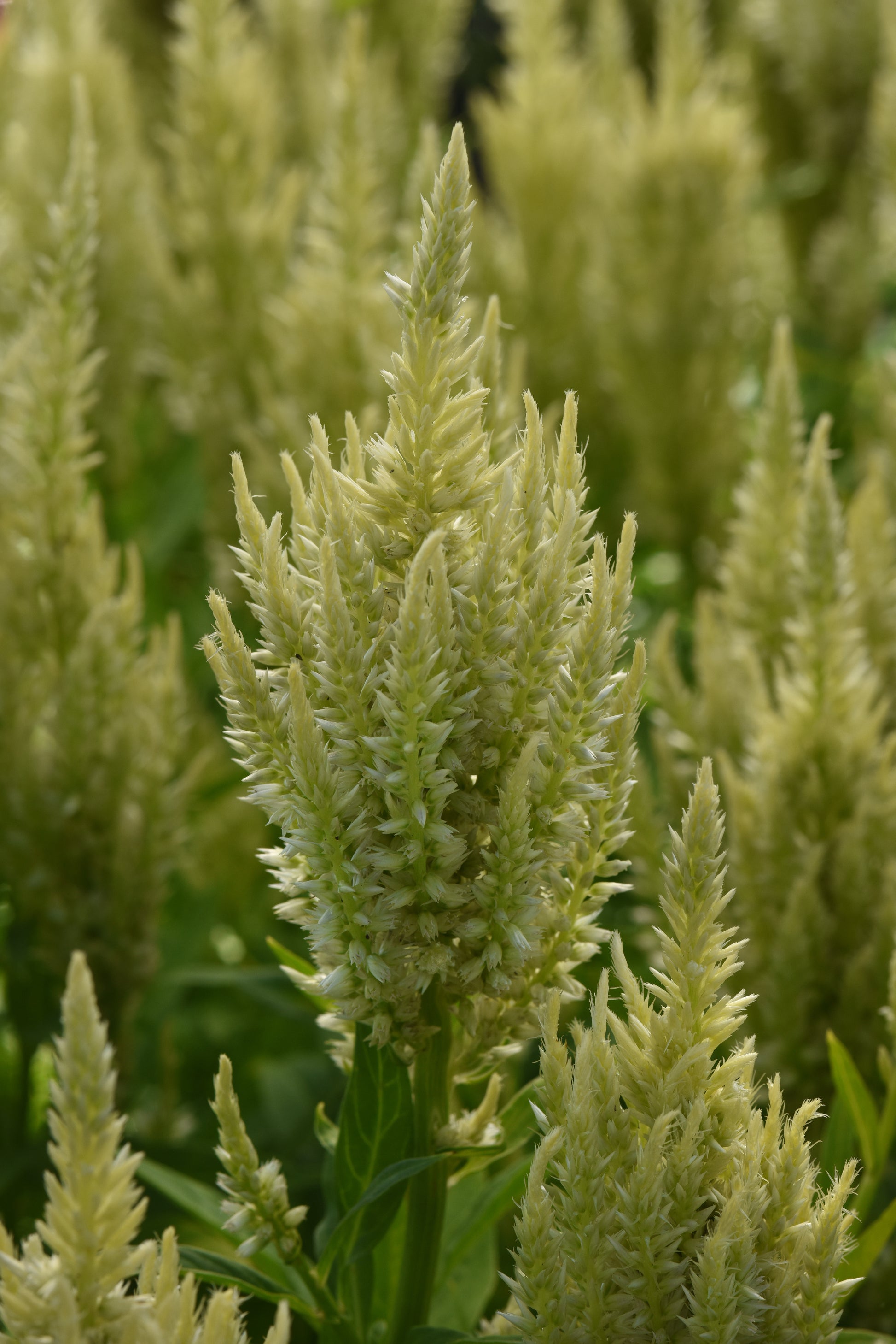 25 Pelleted Celosia Seeds Celosia Sunday™ Green