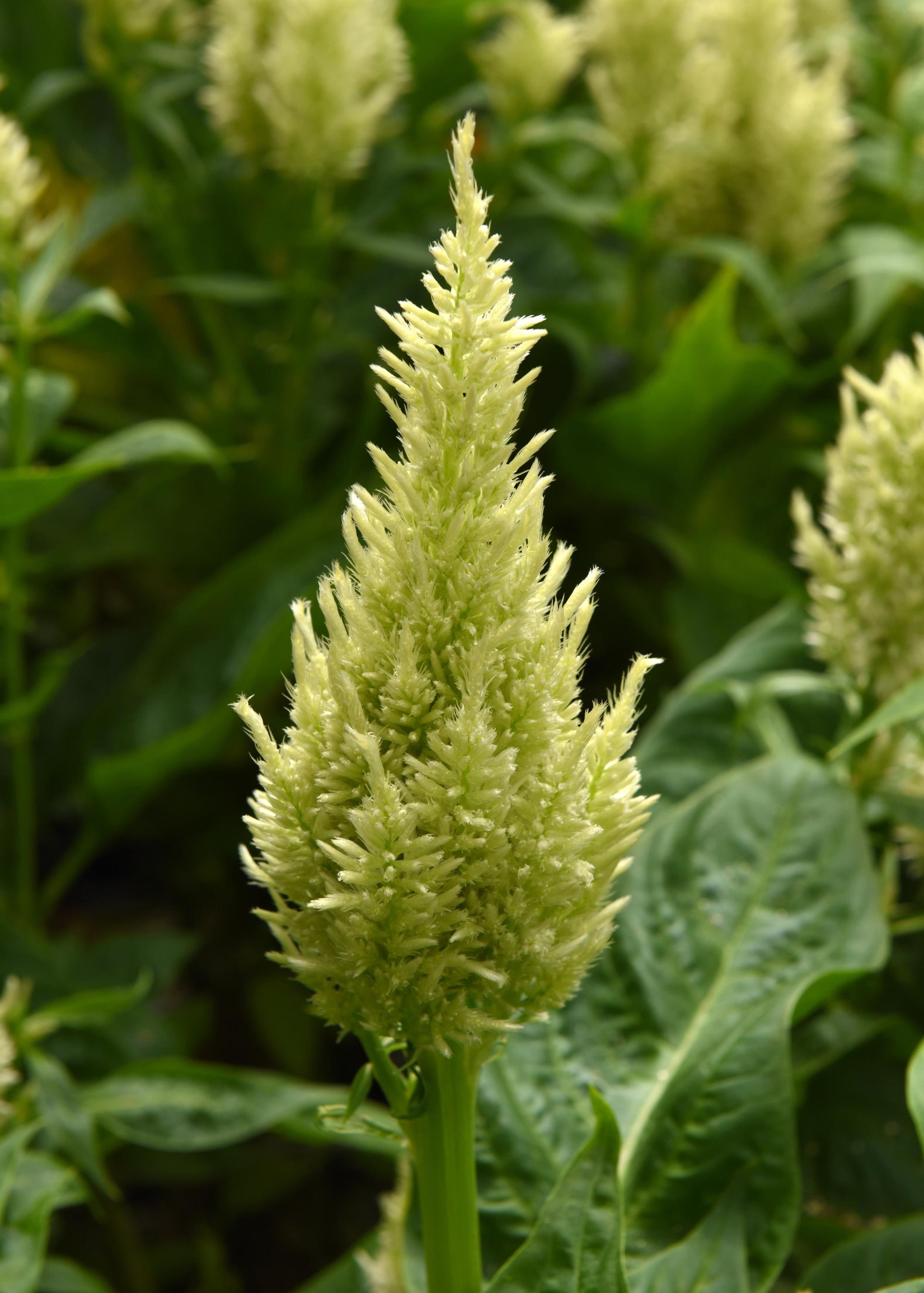 25 Pelleted Celosia Seeds Celosia Sunday™ Green