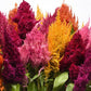 25 Pelleted Celosia Seeds Celosia Sunday™ Mix