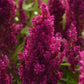 25 Pelleted Celosia Seeds Celosia Sunday™ Purple