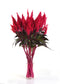 25 Pelleted Celosia Seeds Celosia Sunday™ Red