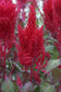 25 Pelleted Celosia Seeds Celosia Sunday™ Red