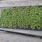 15 Geranium Seeds Cola Purple Pelargonium Seeds