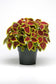 Pelleted Coleus Seeds Premium Sun Crimson Gold 15 thru 100 Bulk Coleus Seeds