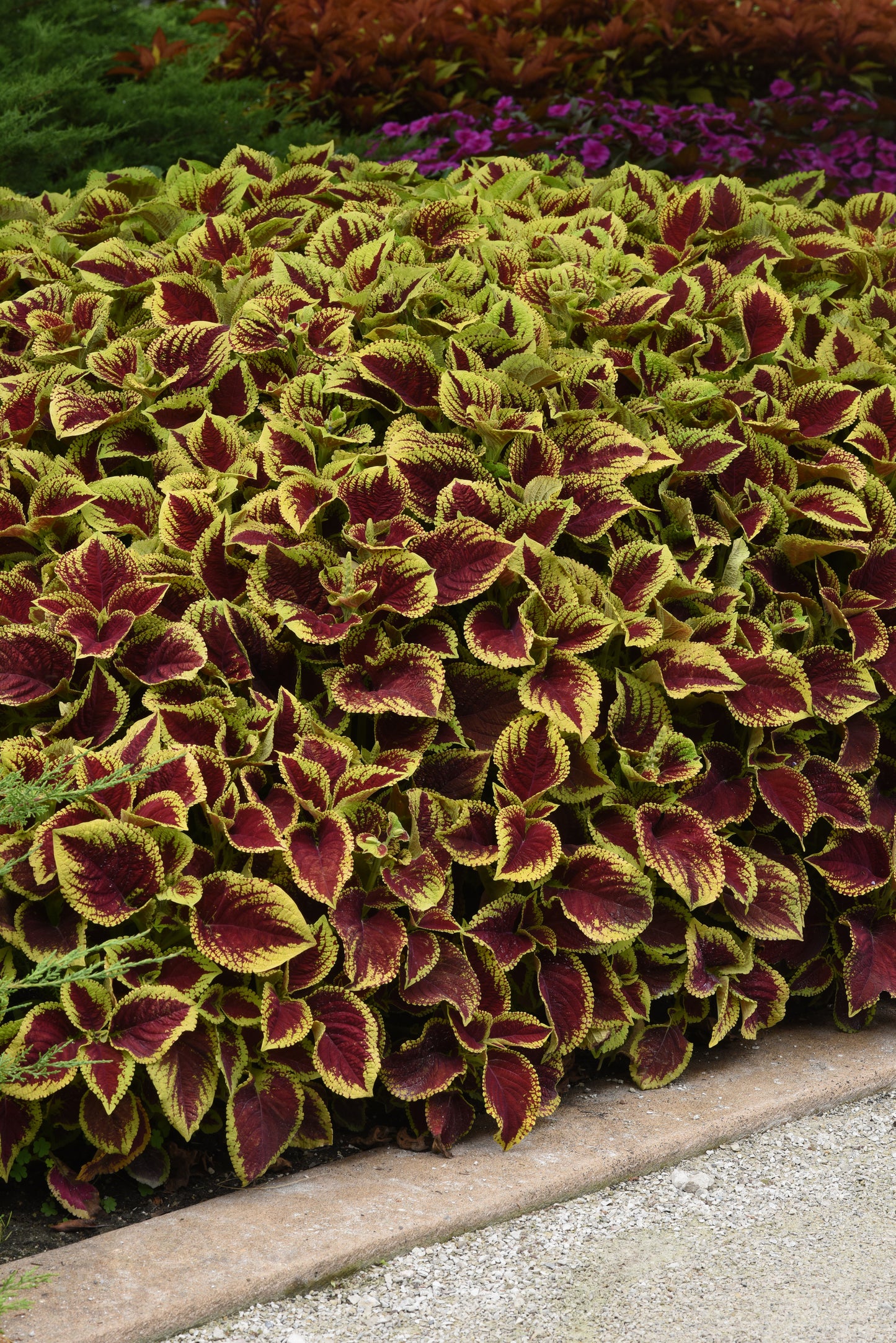 Pelleted Coleus Seeds Premium Sun Crimson Gold 15 thru 100 Bulk Coleus Seeds