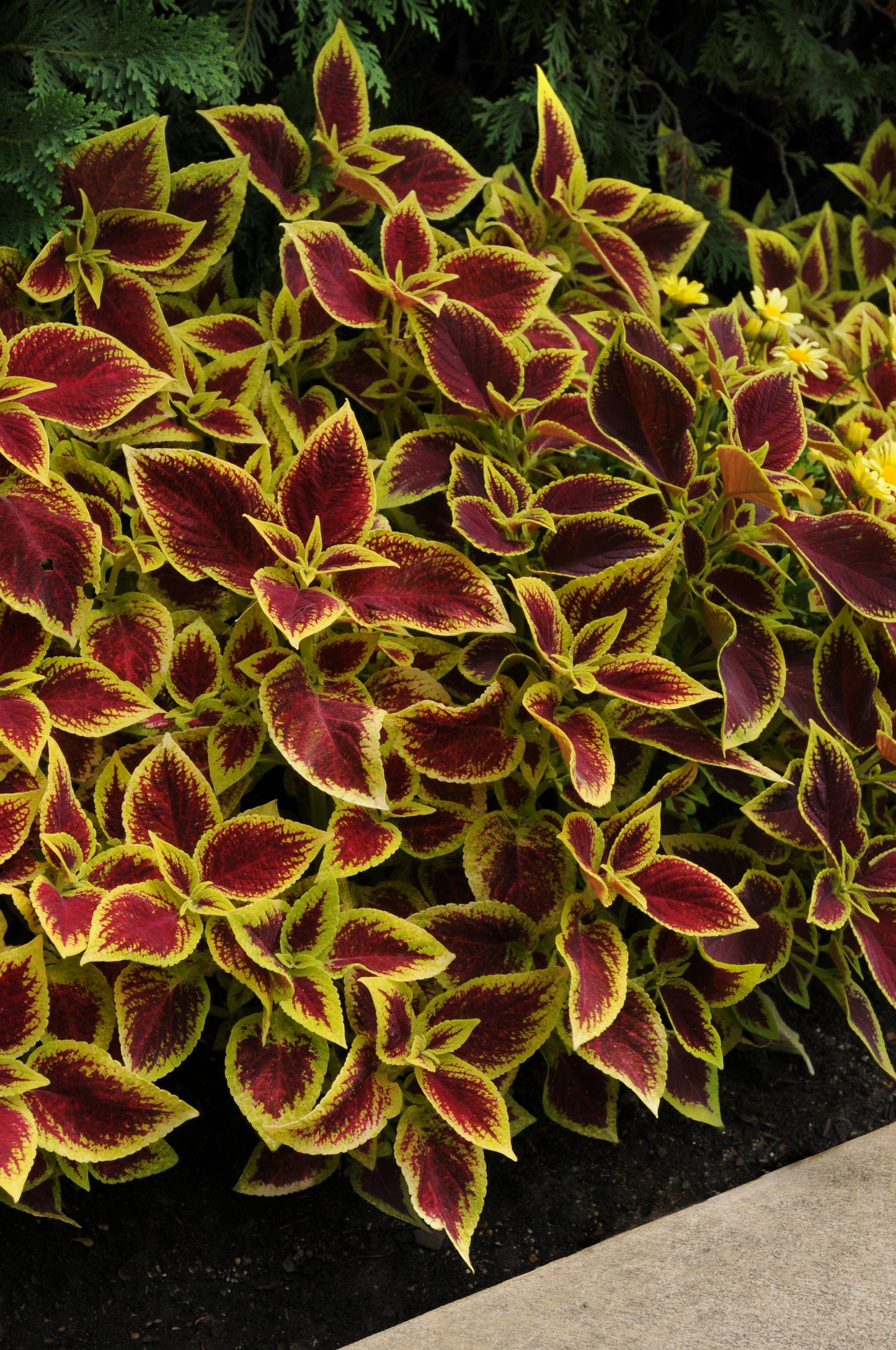 Pelleted Coleus Seeds Premium Sun Crimson Gold 15 thru 100 Bulk Coleus Seeds