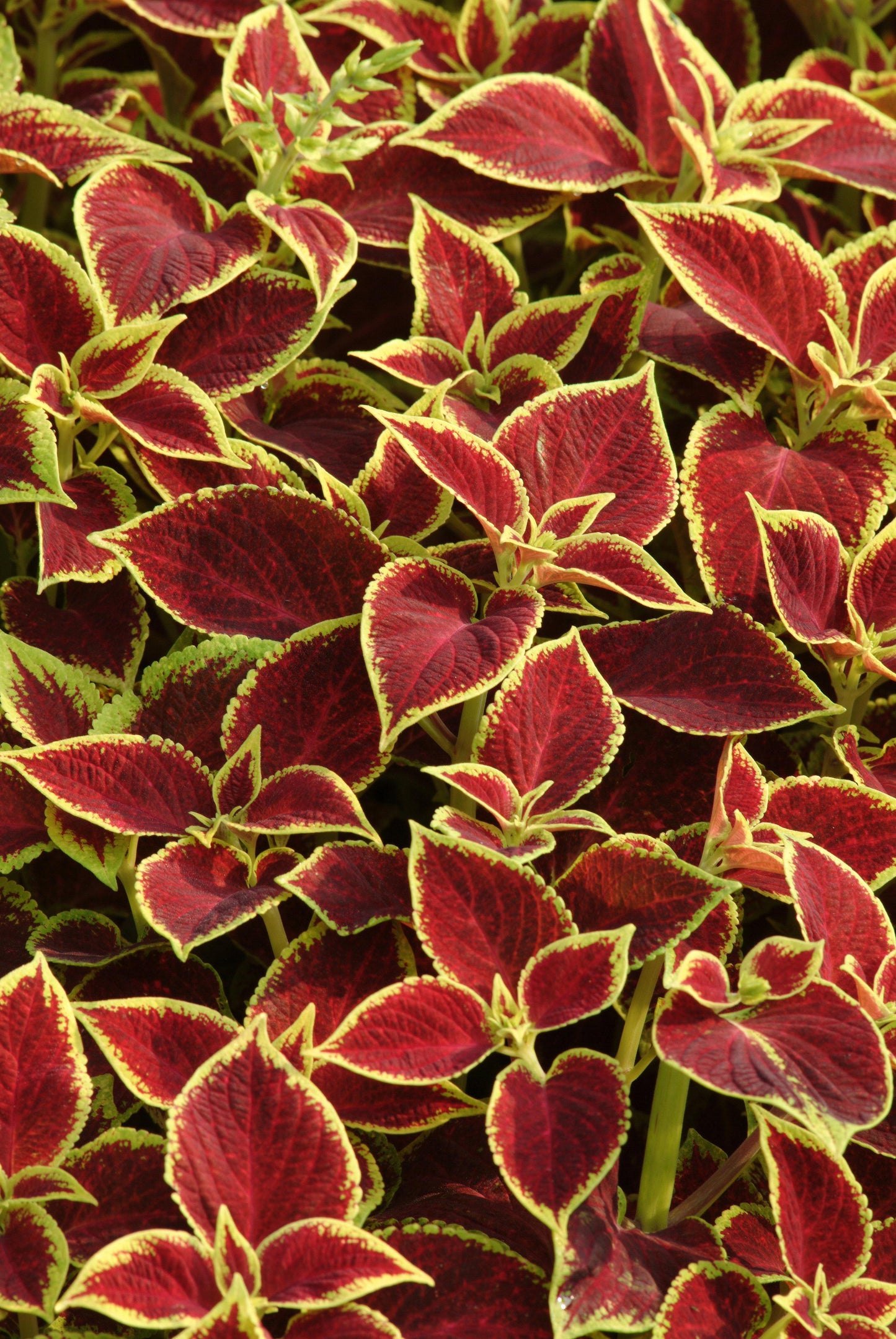 Pelleted Coleus Seeds Premium Sun Crimson Gold 15 thru 100 Bulk Coleus Seeds