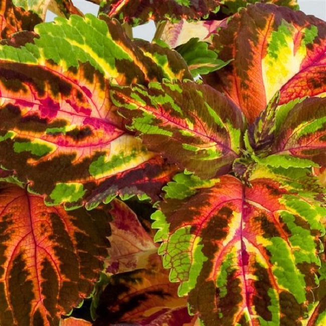 Coleus Seeds | Annual Flower Seeds | Coleus Rainbow