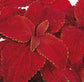 50 Pelleted Coleus Seeds Rainbow Volcano