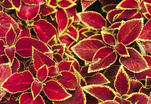 25 thru 500 Pelleted Coleus Seeds Wizard Scarlet