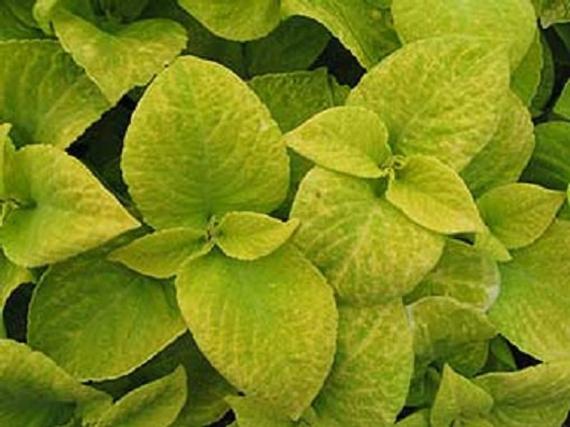 25 thru 500 Pelleted Coleus Seeds Wizard Golden