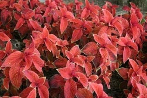 50 Pelleted Coleus Seeds Coleus Wizard Sunset