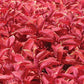 50 Coleus Seeds Coleus Wizard Sunset