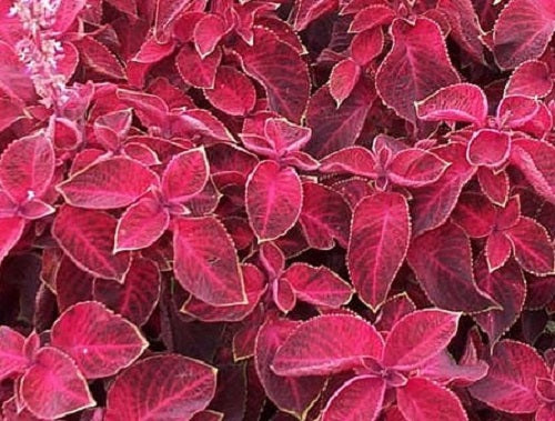 50 Coleus Seeds Coleus Wizard Velvet Red