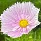 50 Cosmos Seeds Cosmos Cupcakes Blush