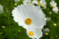 50 Cosmos Seeds Cosmos Cupcakes White