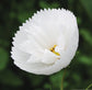 50 Cosmos Seeds Cosmos Cupcakes White