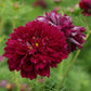 25 Cosmos Seeds Cosmos Double Click Cranberries