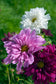 25 Cosmos Seeds Cosmos Double Click Mix