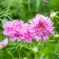 25 Cosmos Seeds Cosmos Double Click Pink Bicolor